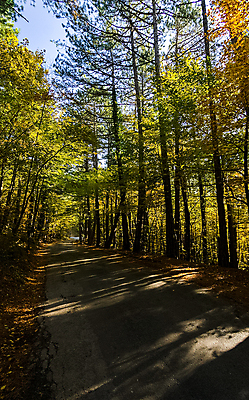 포토 JPG 해외이미지 나무 식물 계절 길 여행 백그라운드 잎 자국 자연 아침 동화 휴식 산 이끼 풍경 사람없음 목재 빨간색 파란색 뷰티 노란색 계곡 어둠 트래킹 안개 가을 오픈 숲 신비 지역 산악지대 러시아인 뿌연 우크라이나 해외포토 주간 서양인 유럽 컬러 컨셉 재료 레저 날씨 생태계 파일형식 이미지허브