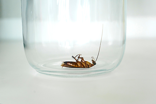 포토 JPG 해외이미지 동물 음식 곤충 백그라운드 신체 날개 자연 유리 생물 주택 안테나 건강 사람없음 갈색 머리 주방 검은색 흰색 죽음 도시 항아리 닫기 해충 벌레 질병 오브젝트 먼지 리빙 기어가기 거짓말 농약 위생관리 제어 해로움 오싹 해외포토 컬러 컨셉 통신 의학 모션 재질 관리 건물 신체부위 도자기 생태계 파일형식 이미지허브