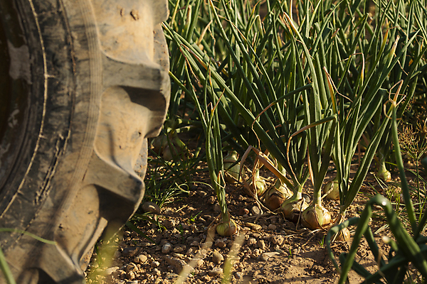 포토 JPG 해외이미지 식물 계절 유럽 산업 음식 밭 농업 채소 전구 양파 산 건강 마늘 사람없음 초록색 여름 경제 농작물 농장 환경 성장 바퀴 스페인 지역 아라곤 최초 7월 밭일 채식주의자 세련 비건 해외포토 나라 컬러 날짜 채식 파일형식 이미지허브