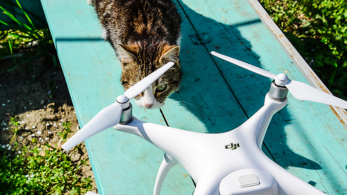 포토 JPG 해외이미지 밭 모션 놀이 안테나 사람없음 야외 반려동물 카메라 디지털 고양이 놀람 장비 흰색 4 헬리콥터 작음 플라스틱 밀 로봇 프로펠러 냄새 감시 멀리 드론 스파이 제어 해외포토 동물 감정 컬러 농업 통신 포유류 재질 곡류 비행기 표정 전자제품 숫자 크기 파일형식 이미지허브