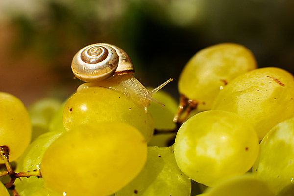포토 JPG 해외이미지 한마리 실내 근접촬영 사람없음 아웃포커스 작음 청포도 해외포토 1 뷰포인트 포도 촬영기법 내부 크기 파일형식 이미지허브