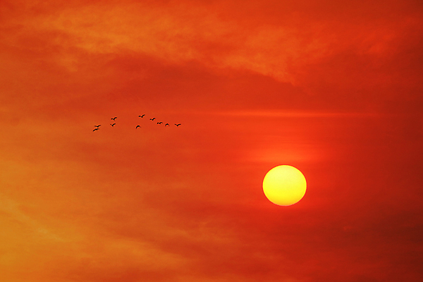 포토 JPG 해외이미지 계절 실루엣 야생동물 바다 여행 백그라운드 컨셉 오렌지 가족 모션 자연 조류 하늘 주택 함께함 따뜻함 안테나 사람없음 빨간색 물 빛 햇빛 태양 노란색 평화 일출 일몰 자유 그룹 황금 야간 저녁 천국 바둑 내추럴 넘어짐 수평선 해외포토 자연요소 동물 컬러 과일 통신 관계 놀이 촬영기법 건물 노을 생태계 파일형식 이미지허브