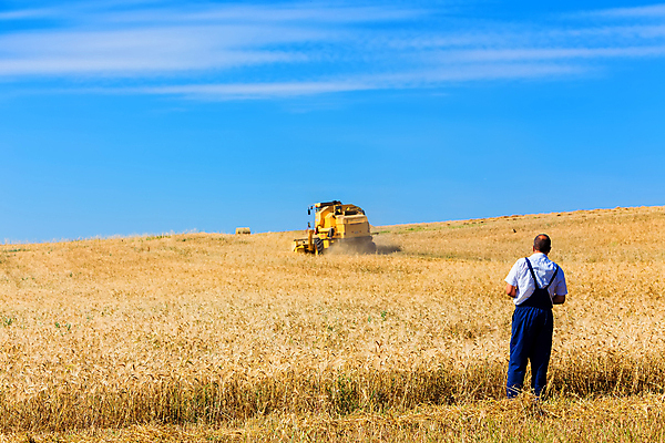 포토 JPG 해외이미지 직업 산업 지구 음식 빵 줄기 밭 농업 옥수수 씨앗 풍경 사람없음 여름 농작물 농장 농경지 힘 기계 장비 수확 시골 업무 황금 정상 결합 낟알 땅 자르기 시리얼 밀 밀가루 장면 트랙터 무거움 밀짚 밭일 숙성 호밀 해외포토 식물 계절 모션 곡류 작업 무게 짚 농기계 가루 특수차량 파일형식 이미지허브