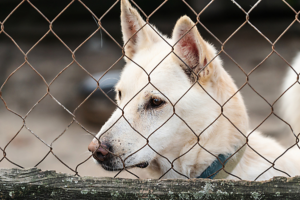 포토 JPG 해외이미지 동물 1 응시 얼굴 새끼 포유류 주택 털 자물쇠 사람없음 울타리 반려동물 머리 슬픔 기다림 구출 닫기 개 강아지 고독 보호 가난 버리기 새장 망사 송곳니 노숙자 기르기 우울증 입양 혼자 해외포토 시선 감정 컨셉 모션 건물 신체부위 담장 직물 도움 치아 질병 돌봄 케이지 파일형식 이미지허브