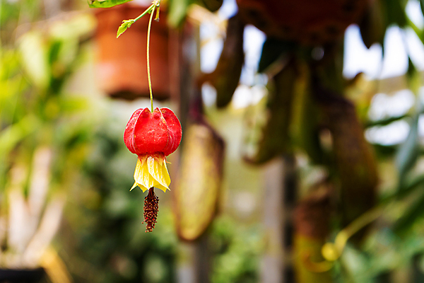포토 JPG 해외이미지 식물 디자인 계절 꽃잎 꽃 백그라운드 잎 꽃무늬 오렌지 자연 매달리기 사람없음 장식 빨간색 초록색 컬러풀 뷰티 노란색 정원 활발 성장 벚꽃 종 등불 램프 개화 허브 관목 유기농 원예 부드러움 상록수 내추럴 이국적 캄파눌라 팬던트 해외포토 나무 웰빙 컬러 컨셉 무늬 과일 모션 조명 취미 감각 생태계 파일형식 이미지허브