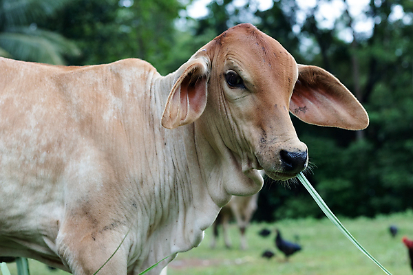 포토 JPG 해외이미지 식물 동물 아시아 음식 밭 농업 포유류 태국 자연 동물원 서기 사람없음 야외 초록색 농장 갈색 정원 시골 신선 소 닫기 먹기 배고픔 묘사 코 밭일 헤딩 해외포토 나라 산업 컬러 모션 신체부위 축구 생태계 파일형식 이미지허브