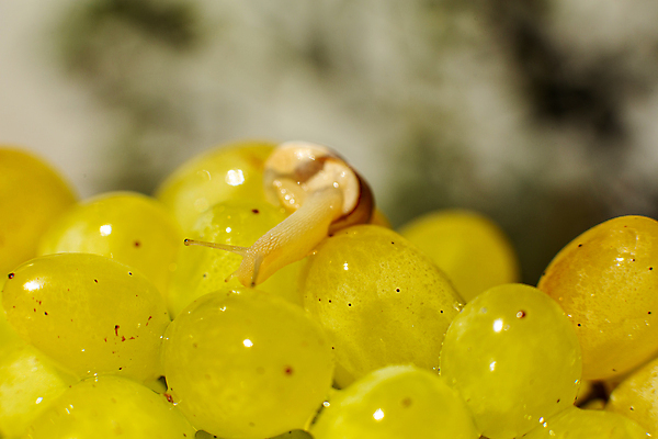 포토 JPG 해외이미지 한마리 실내 근접촬영 사람없음 아웃포커스 작음 청포도 해외포토 1 뷰포인트 포도 촬영기법 내부 크기 파일형식 이미지허브