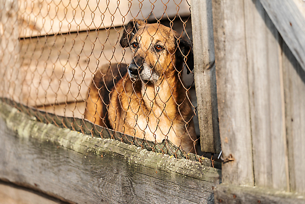 포토 JPG 해외이미지 동물 1 응시 얼굴 새끼 포유류 주택 털 자물쇠 사람없음 울타리 반려동물 머리 슬픔 기다림 구출 닫기 개 강아지 고독 보호 가난 버리기 새장 망사 송곳니 노숙자 기르기 우울증 입양 혼자 해외포토 시선 감정 컨셉 모션 건물 신체부위 담장 직물 도움 치아 질병 돌봄 케이지 파일형식 이미지허브