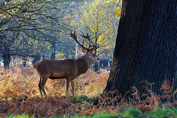 포토 JPG 해외이미지 나무 동물 계절 공원 남자 야생동물 밭 포유류 사슴 영국 잉글랜드 털 뿔 서기 사람없음 야외 목재 빨간색 갈색 달러 봄 시골 관찰 보호 군중 숲 런던 경보 왕국 반추동물 해외포토 식물 공공시설 유럽 컬러 컨셉 돈 농업 재료 모션 사람 파일형식 이미지허브
