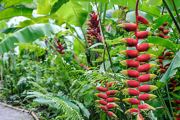 포토 JPG 해외이미지 식물 꽃 백그라운드 잎 꽃무늬 자연 매달리기 사람없음 야외 빨간색 초록색 컬러풀 노란색 정원 바닷가재 내추럴 서인도제도 이국적 집게발 파라다이스 해외포토 컬러 무늬 모션 가재 생태계 파일형식 이미지허브