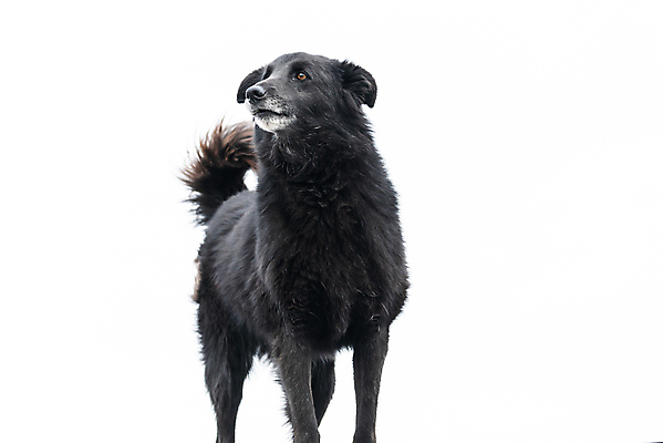 포토 JPG 해외이미지 동물 1 응시 얼굴 새끼 포유류 주택 털 자물쇠 사람없음 울타리 반려동물 머리 슬픔 기다림 구출 닫기 개 강아지 고독 보호 가난 버리기 새장 망사 송곳니 노숙자 기르기 우울증 입양 혼자 해외포토 시선 감정 컨셉 모션 건물 신체부위 담장 직물 도움 치아 질병 돌봄 케이지 파일형식 이미지허브
