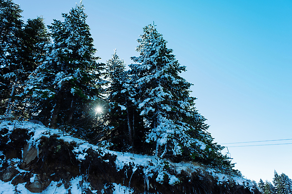 포토 JPG 해외이미지 나무 식물 계절 크리스마스 겨울 자연 날씨 휴가 산 풍경 사람없음 야외 장식 가로 파란색 빛 태양 환경 냉동 고요 나뭇가지 눈송이 떨어짐 숲 서리 전나무 칠면조 눈보라 폭설 가문비나무 해외포토 자연요소 기념일 컬러 컨셉 조류 눈_날씨 자연재해 생태계 파일형식 이미지허브
