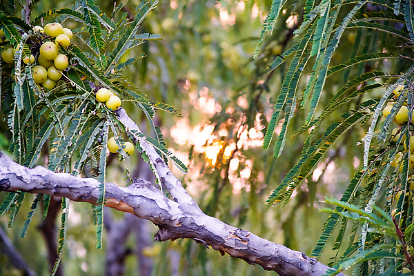 포토 JPG 해외이미지 계절 열매 낙엽 잎 과일 재료 자연 건강 사람없음 초록색 약 신선 맛 약초 인도인 먹기 허브 유기농 보케 고립 구스베리 숙성 채식주의자 해외포토 외국인 식물 웰빙 컬러 컨셉 의학 모션 동양인 풀_식물 생태계 채식 파일형식 이미지허브