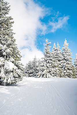 포토 JPG 해외이미지 나무 계절 여행 백그라운드 크리스마스 겨울 자연 하늘 휴가 산 경사 사람없음 야외 냉동 얼음 추위 백발 흰색 숲 언덕 즐거움 서리 전나무 눈내림 해외포토 자연요소 식물 헤어스타일 기념일 감정 컬러 눈_날씨 생태계 파일형식 이미지허브
