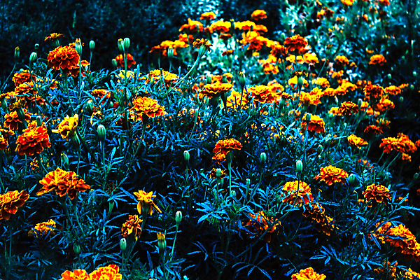 포토 JPG 해외이미지 식물 계절 꽃잎 꽃 백그라운드 잎 꽃무늬 오렌지 자연 프레임 사람없음 장식 가로 빨간색 초록색 컬러풀 햇빛 뷰티 노란색 정원 맑음 봄 성장 벚꽃 신선 화려 우아함 원예 심플 화단 많음 해외포토 컬러 컨셉 무늬 과일 날씨 취미 태양 생태계 파일형식 이미지허브