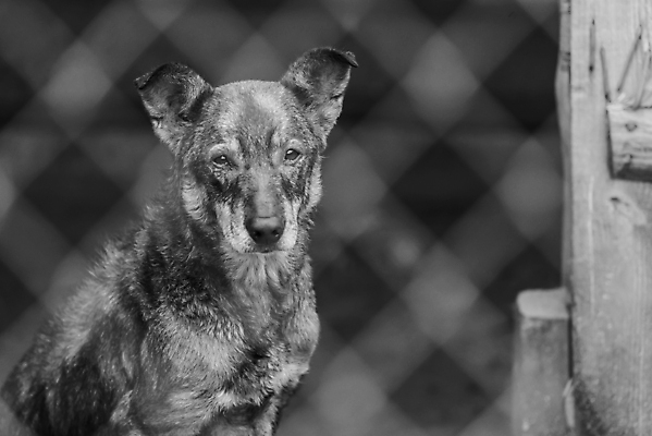 포토 JPG 해외이미지 동물 1 응시 얼굴 새끼 포유류 주택 털 자물쇠 사람없음 울타리 반려동물 머리 슬픔 기다림 구출 닫기 개 강아지 고독 가난 버리기 새장 망사 송곳니 노숙자 기르기 우울증 입양 혼자 해외포토 시선 감정 컨셉 모션 건물 신체부위 담장 직물 도움 치아 질병 돌봄 케이지 파일형식 이미지허브