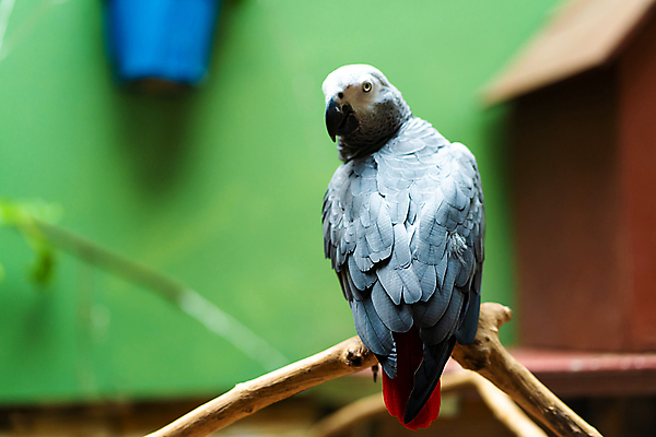 포토 JPG 해외이미지 나무 동물 공원 야생동물 백그라운드 날개 아프리카 자연 조류 앉기 사람없음 빨간색 초록색 여름 반려동물 컬러풀 정원 회색 나뭇가지 닫기 숲 깃털 꼬리 부리 앵무새 남쪽 내추럴 이국적 잉꼬 콩고 해외포토 식물 계절 공공시설 나라 컬러 모션 방향 생태계 파일형식 이미지허브