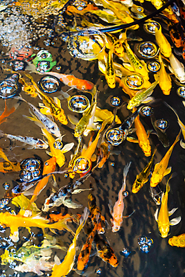 포토 JPG 해외이미지 동물 공원 아시아 호수 바다 백그라운드 오렌지 모션 자연 어류 동양인 사람없음 빨간색 물 파란색 강 컬러풀 뷰티 일본 검은색 수중 수영 희망 거품 흰색 연못 그룹 황금 작음 어항 질감 금붕어 탱크 수족관 잉어 이국적 많음 해외포토 자연요소 공공시설 감정 나라 컬러 컨셉 과일 인종 수중동물 수상스포츠 크기 생태계 파일형식 이미지허브