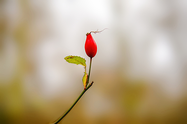 포토 JPG 해외이미지 식물 계절 공원 열매 음식 잎 과일 재료 자연 아침 디저트 건강 사람없음 야외 목재 컬러풀 갈색 정원 맑음 추위 나뭇가지 시골 신선 황금 맛 숲 유기농 서리 보케 내추럴 고립 블러 숙성 채식주의자 카피스페이스 해외포토 주간 나무 웰빙 공공시설 컬러 컨셉 날씨 공백 생태계 채식 파일형식 이미지허브