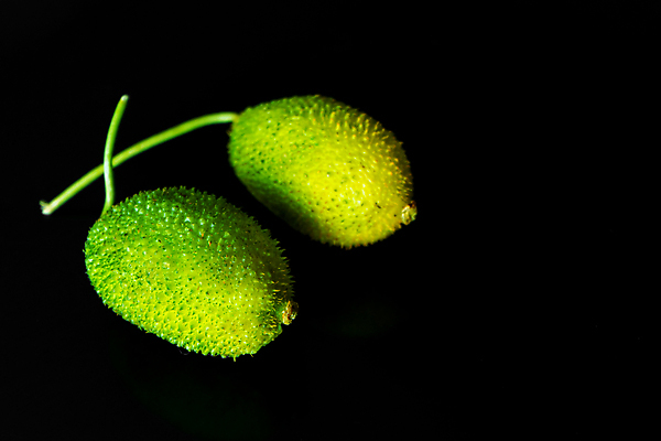 포토 JPG 해외이미지 식물 전통 아시아 음식 조각 백그라운드 패턴 농업 채소 과일 재료 오이 건강 동양인 사람없음 초록색 약 농장 정원 신선 시장 작음 멜론 자르기 먹기 허브 유기농 날것 박 스쿼시 내추럴 고립 식용 이국적 억울 해외포토 웰빙 감정 나라 산업 스포츠 컬러 무늬 의학 모션 인종 구기 크기 파일형식 이미지허브