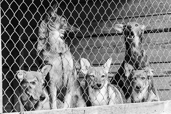 포토 JPG 해외이미지 동물 응시 얼굴 새끼 포유류 주택 털 자물쇠 사람없음 울타리 반려동물 머리 슬픔 기다림 구출 닫기 개 강아지 고독 가난 버리기 새장 망사 송곳니 노숙자 기르기 우울증 입양 혼자 해외포토 시선 감정 컨셉 모션 건물 신체부위 담장 직물 도움 치아 질병 돌봄 케이지 파일형식 이미지허브