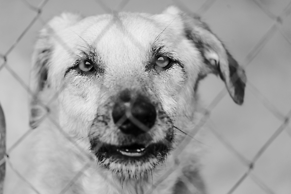 포토 JPG 해외이미지 동물 1 응시 얼굴 새끼 포유류 주택 털 자물쇠 사람없음 울타리 반려동물 머리 슬픔 기다림 구출 닫기 개 강아지 고독 가난 버리기 새장 망사 송곳니 노숙자 기르기 우울증 입양 혼자 해외포토 시선 감정 컨셉 모션 건물 신체부위 담장 직물 도움 치아 질병 돌봄 케이지 파일형식 이미지허브