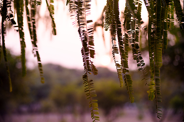 포토 JPG 해외이미지 계절 열매 낙엽 잎 과일 재료 자연 건강 사람없음 초록색 약 신선 맛 약초 인도인 먹기 허브 유기농 보케 고립 구스베리 숙성 채식주의자 해외포토 외국인 식물 웰빙 컬러 컨셉 의학 모션 동양인 풀_식물 생태계 채식 파일형식 이미지허브