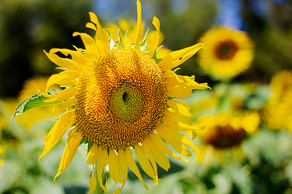 포토 JPG 해외이미지 식물 계절 꽃잎 꽃 백그라운드 잎 꽃무늬 밭 농업 오렌지 자연 하늘 해바라기 건강 씨앗 사람없음 야외 초록색 농작물 태양 노란색 정원 맑음 봄 성장 벚꽃 신선 개화 황금 닫기 꽃가루 내추럴 밭일 해외포토 자연요소 산업 컬러 무늬 과일 모션 날씨 가루 생태계 파일형식 이미지허브