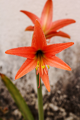 포토 JPG 해외이미지 나무 식물 1 디자인 꽃잎 꽃 음료 줄기 백그라운드 꽃무늬 자연 건강 동양인 사람없음 빨간색 초록색 뷰티 장미 정원 성장 벚꽃 개화 닫기 소프트포커스 큼 허브 싱글 보케 꽃수술 돌봄 블러 아욱 엘리먼트 이국적 히비스커스 해외포토 컬러 무늬 모션 촬영기법 인종 크기 생태계 파일형식 이미지허브