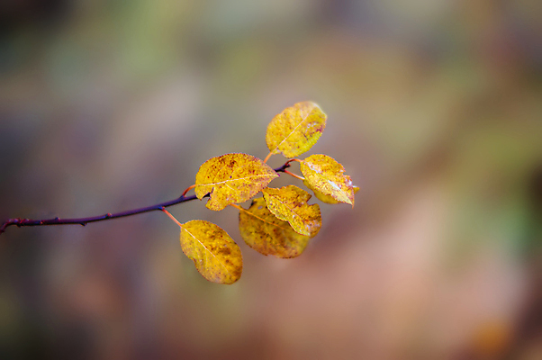 포토 JPG 해외이미지 나무 식물 계절 공원 꽃 백그라운드 잎 꽃무늬 패턴 자연 아침 추상 사람없음 야외 목재 컬러풀 갈색 정원 맑음 얼음 활발 성장 나뭇가지 시골 신선 황금 숲 허브 유기농 질감 서리 보케 내추럴 고립 블러 카피스페이스 해외포토 주간 자연요소 웰빙 공공시설 컬러 컨셉 무늬 재료 날씨 공백 생태계 파일형식 이미지허브