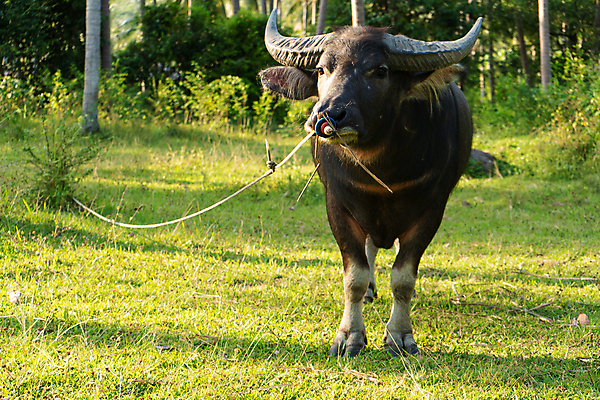 포토 JPG 해외이미지 동물 공원 아시아 얼굴 야생동물 분홍색 여행 백그라운드 밭 농업 포유류 태국 자연 초식동물 뿔 손바닥 동양인 사람없음 야외 초록색 반려동물 농장 갈색 머리 환경 검은색 시골 소 위험 큼 황소 무거움 송아지 밭일 해외포토 손 공공시설 나라 산업 새끼 컬러 컨셉 인종 신체부위 무게 크기 생태계 파일형식 이미지허브