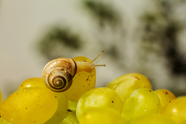 포토 JPG 해외이미지 한마리 실내 근접촬영 사람없음 아웃포커스 작음 청포도 해외포토 1 뷰포인트 포도 촬영기법 내부 크기 파일형식 이미지허브
