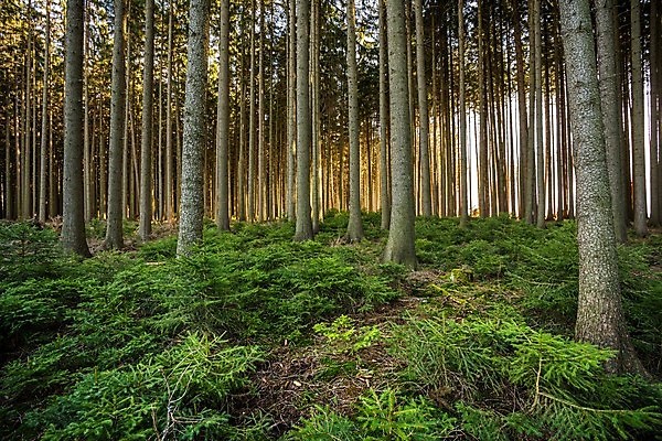 포토 JPG 해외이미지 나무 실루엣 선 백그라운드 겨울 자연 하늘 아침 추상 그림자 풍경 사람없음 목재 초록색 빛 갈색 고요 봄 추위 가을 소나무 숲 무서움 질감 내추럴 줄서기 직진 해외포토 주간 식물 계절 감정 컬러 무늬 재료 모션 촬영기법 생태계 파일형식 이미지허브
