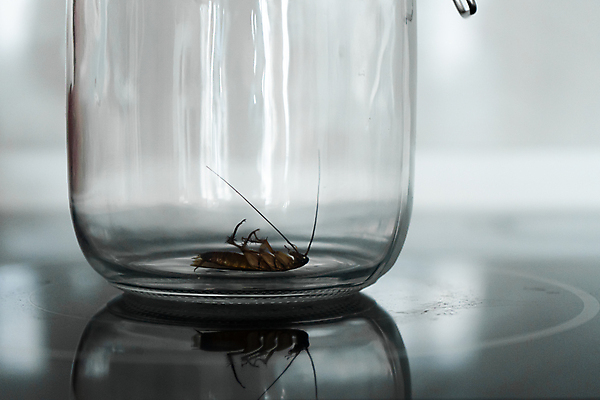 포토 JPG 해외이미지 동물 음식 곤충 백그라운드 신체 날개 자연 유리 생물 주택 안테나 건강 사람없음 갈색 머리 주방 검은색 흰색 죽음 도시 항아리 닫기 해충 벌레 질병 오브젝트 먼지 리빙 기어가기 거짓말 농약 위생관리 제어 해로움 오싹 해외포토 컬러 컨셉 통신 의학 모션 재질 관리 건물 신체부위 도자기 생태계 파일형식 이미지허브