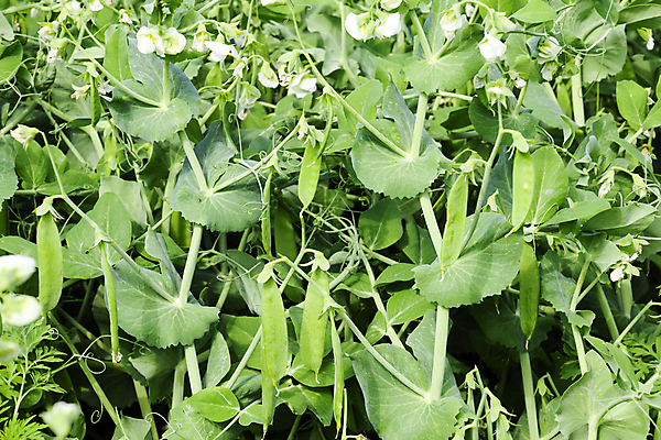 포토 JPG 해외이미지 식물 계절 음식 잎 밭 농업 채소 가족 자연 휴가 함께함 건강 사람없음 초록색 여름 농작물 태양 농장 마을 정원 수확 성장 나뭇가지 침대 신선 6월 유기농 원예 완두콩 날것 내추럴 꼬투리 단백질 땅바닥 밭일 숙성 채식주의자 세련 해외포토 자연요소 나무 웰빙 산업 컬러 가구 컨셉 관계 콩 바닥 취미 날짜 생태계 채식 영양소 파일형식 이미지허브