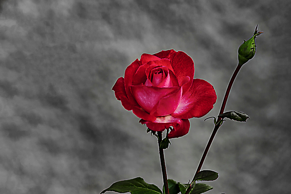 포토 JPG 해외이미지 식물 기념일 꽃잎 꽃 줄기 꽃다발 결혼 백그라운드 컨셉 잎 꽃무늬 패턴 데이트 자연 휴가 발렌타인데이 선물 사랑 이벤트 사람없음 장식 빨간색 초록색 뷰티 장미 정원 벚꽃 흰색 축하 신선 신용카드 다발 오브젝트 싱글 아로마 열정 내추럴 고립 완전 해외포토 감정 컬러 무늬 데이이벤트 금융 생태계 파일형식 이미지허브