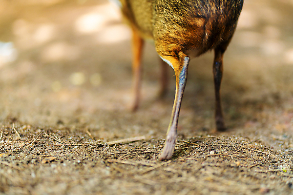 포토 JPG 해외이미지 동물 계절 공원 여자 남자 아시아 야생동물 백그라운드 포유류 태국 자연 사슴 털 뿔 동물원 동양인 사람없음 야외 초록색 반사 갈색 흰색 황무지 쥐 숲 작음 열대우림 사파리 싱글 꼬리 사냥 내추럴 경보 삼림지대 전국 해외포토 공공시설 나라 컬러 사람 인종 설치류 크기 생태계 파일형식 이미지허브