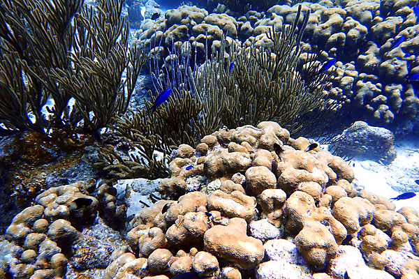 포토 JPG 해외이미지 동물 야생동물 모래 바다 여행 자연 열쇠 휴가 어류 사람없음 물 파란색 컬러풀 여행객 바닷속 수중 껍질 스노클링 산호 호기심 다이빙 육식동물 암초 수족관 리빙 대서양 바하마 이국적 플로리다 해외포토 자연요소 감정 컬러 컨셉 사람 수영 미국 수중동물 수상스포츠 자포동물 생태계 수중스포츠 파일형식 이미지허브