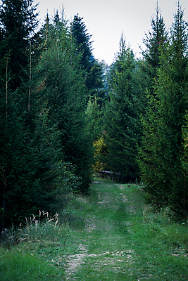 포토 JPG 해외이미지 나무 식물 길 잎 밭 자국 자연 풍경 사람없음 야외 목재 초록색 여름 새벽 기차 시골 소나무 황무지 숲 땅 관목 상록수 침엽수 전나무 선로 가문비나무 해외포토 자연요소 계절 육상교통 컬러 농업 재료 대중교통 생태계 파일형식 이미지허브