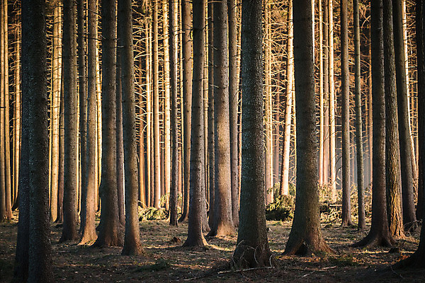 포토 JPG 해외이미지 나무 실루엣 선 백그라운드 겨울 자연 하늘 아침 추상 그림자 사람없음 목재 초록색 빛 갈색 고요 봄 추위 소나무 숲 무서움 질감 내추럴 줄서기 직진 해외포토 주간 식물 계절 감정 컬러 무늬 재료 모션 촬영기법 생태계 파일형식 이미지허브