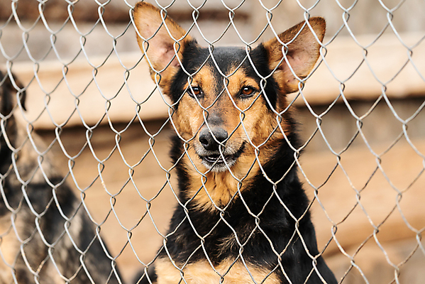 포토 JPG 해외이미지 동물 1 응시 얼굴 새끼 포유류 주택 털 자물쇠 사람없음 울타리 반려동물 머리 슬픔 기다림 구출 닫기 개 강아지 고독 보호 가난 버리기 새장 망사 송곳니 노숙자 기르기 우울증 입양 혼자 해외포토 시선 감정 컨셉 모션 건물 신체부위 담장 직물 도움 치아 질병 돌봄 케이지 파일형식 이미지허브