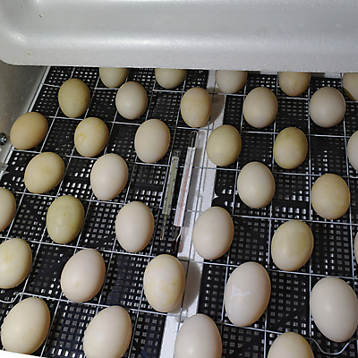 포토 JPG 해외이미지 식물 동물 비즈니스 조류 새로움 주택 오리 쟁반 따뜻함 병아리 사람없음 야외 상자 햇빛 갈색 계란 치킨 습기 과학기술 껍질 신생아 뜨거움 균열 온도계 작음 부리 새장 온도 태아 기어 부화 단계 제어 해외포토 컬러 컨셉 모션 기술 건물 태양 알 임신 아기 크기 닭고기요리 케이지 파일형식 이미지허브