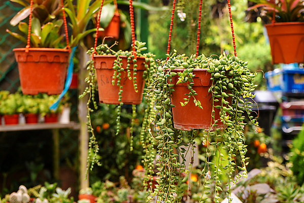 포토 JPG 해외이미지 식물 꽃 아시아 화초 백그라운드 잎 꽃무늬 농업 자연 선인장 주택 매달리기 사람없음 장식 초록색 세트 컬러풀 농장 세일 환경 상점 정원 봄 놀이방 성장 시장 냄비 원예 내추럴 밭일 분양 심기 온실 많음 해외포토 계절 나라 산업 컬러 컨셉 무늬 모션 부동산 취미 건물 솥 생태계 파일형식 이미지허브