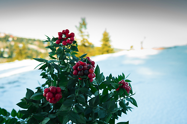포토 JPG 해외이미지 나무 전통 라이프스타일 디자인 열매 행복 리본 여행 크리스마스장식 크리스마스 겨울 가족 엄마 휴가 불꽃 새로움 실내 선물 이벤트 사람없음 장식 가로 빛 장난감 크리스마스트리 산타클로스 나뭇가지 축하 소나무 영혼 아빠 야간 심볼 흰배경 솔방울 베리 전나무 빛망울 구성 여의주 가문비나무 카피스페이스 해외포토 자연요소 식물 계절 기념일 감정 백그라운드 컨셉 과일 관계 불 내부 생활 공백 흰색 파일형식 이미지허브