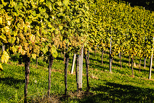포토 JPG 해외이미지 나무 식물 계절 산업 음식 백그라운드 잎 밭 농업 과일 자연 포도 추상 건강 풍경 사람없음 야외 초록색 여름 햇빛 태양 농장 와인 정원 맑음 수확 성장 가을 나뭇가지 시골 신선 원형 오스트리아 달콤 다발 포도밭 포도나무 내추럴 숙성 슬로베니아 양조장 해외포토 자연요소 도형 유럽 컬러 무늬 날씨 주류 맛 과일나무 생태계 파일형식 이미지허브