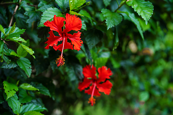 포토 JPG 해외이미지 잎 자연 사람없음 야외 빨간색 초록색 히비스커스 해외포토 식물 꽃 컬러 생태계 파일형식 이미지허브