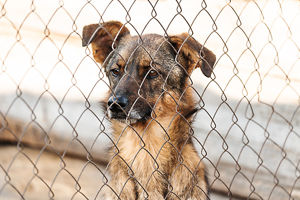 포토 JPG 해외이미지 동물 1 응시 얼굴 새끼 포유류 주택 털 자물쇠 사람없음 울타리 반려동물 머리 슬픔 기다림 구출 닫기 개 강아지 고독 보호 가난 버리기 새장 망사 송곳니 노숙자 기르기 우울증 입양 혼자 해외포토 시선 감정 컨셉 모션 건물 신체부위 담장 직물 도움 치아 질병 돌봄 케이지 파일형식 이미지허브