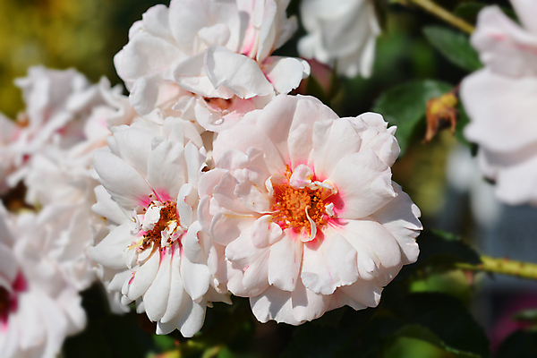 포토 JPG 해외이미지 식물 꽃 분홍색 잎 자연 사람없음 야외 초록색 정원 닫기 자주색 잡종 파스텔톤 해외포토 컬러 모션 생태계 파일형식 이미지허브