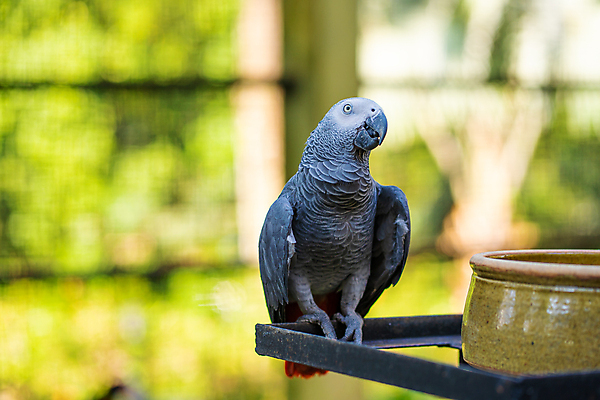 포토 JPG 해외이미지 나무 동물 공원 야생동물 백그라운드 날개 아프리카 자연 조류 동물원 앉기 사람없음 빨간색 초록색 여름 반려동물 컬러풀 정원 회색 나뭇가지 닫기 숲 깃털 꼬리 부리 앵무새 남쪽 내추럴 이국적 잉꼬 콩고 해외포토 식물 계절 공공시설 나라 컬러 모션 방향 생태계 파일형식 이미지허브