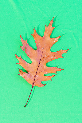 포토 JPG 해외이미지 나무 식물 디자인 계절 종이 백그라운드 단풍 잎 크리스마스 겨울 패턴 오렌지 일러스트 텍스트 자연 추상 프레임 미술 사람없음 그래픽 장식 빨간색 초록색 물 컬러풀 뷰티 갈색 노란색 수확 가을 신선 그림 질감 A 스타일 해외포토 자연요소 알파벳 기념일 컬러 무늬 농업 과일 문화예술 생태계 파일형식 이미지허브